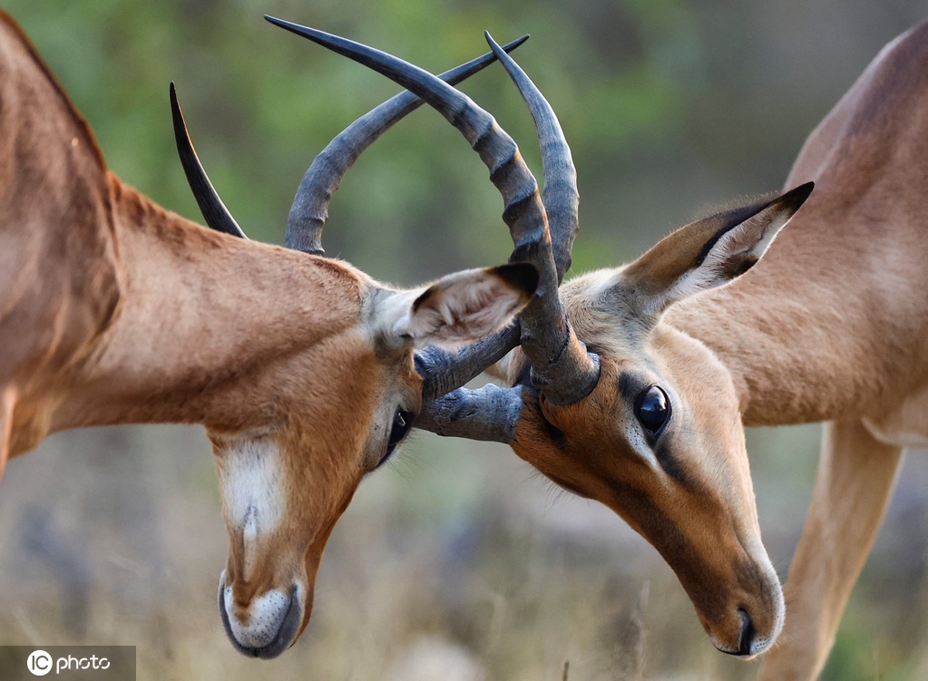 IC photoƷՈD(zhun)d