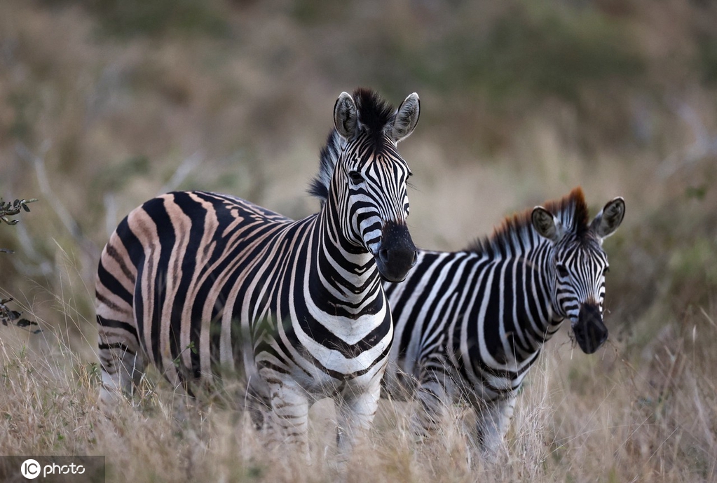 IC photo(qun)ƷՈD(zhun)d