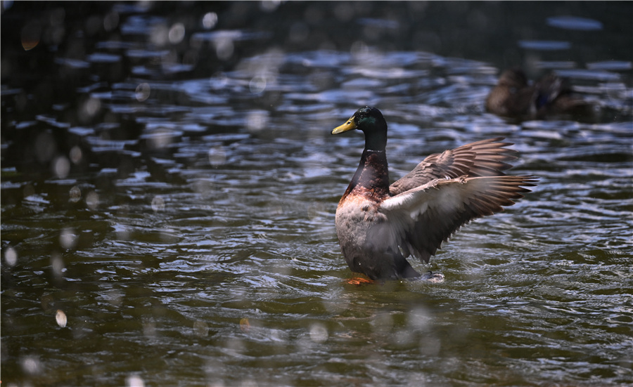 ICphoto(qun)ƷՈ(qng)D(zhun)d