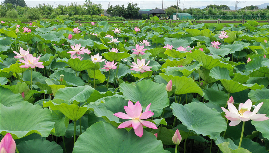 ICphoto(qun)ƷՈD(zhun)d