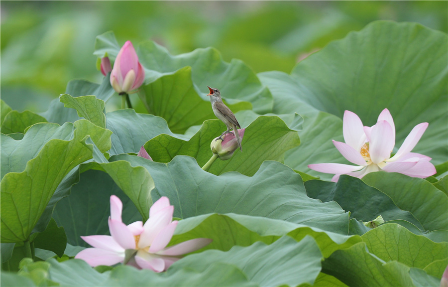 ICphoto(qun)ƷՈD(zhun)d