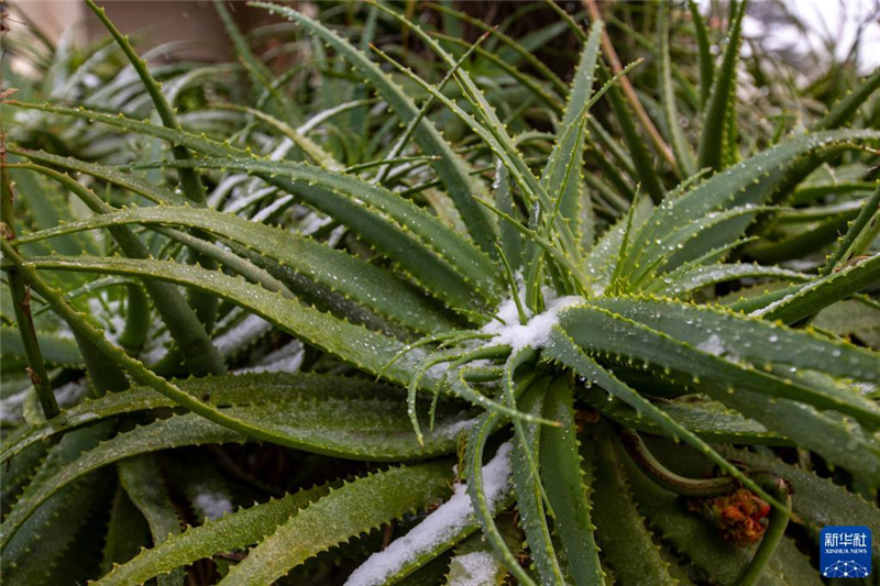 710գϷǼs(ni)˹һ̎^(q)ѩֲϡAӛ u(y)| z