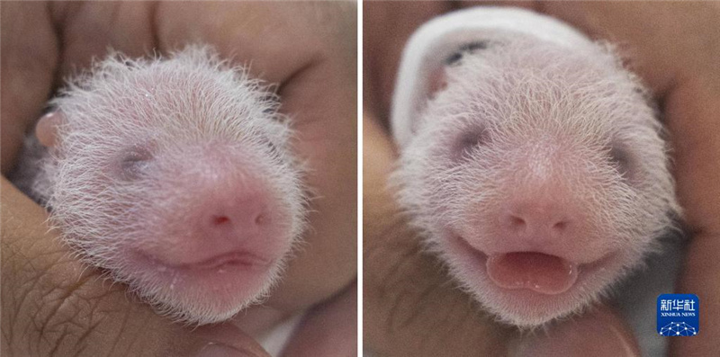 @nی@ṩƴƬ@ʾp̥؈ڽܽz顣Al(f)ی@D