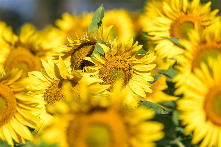 ICphoto(qun)ƷՈD(zhun)d