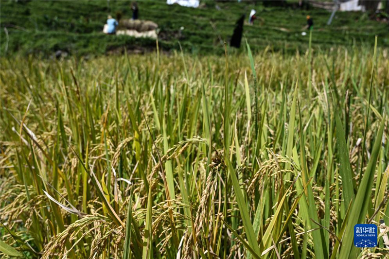 720r(nng)ӡצʡï؅^(q)l(xing)gի@Al(f)Sz