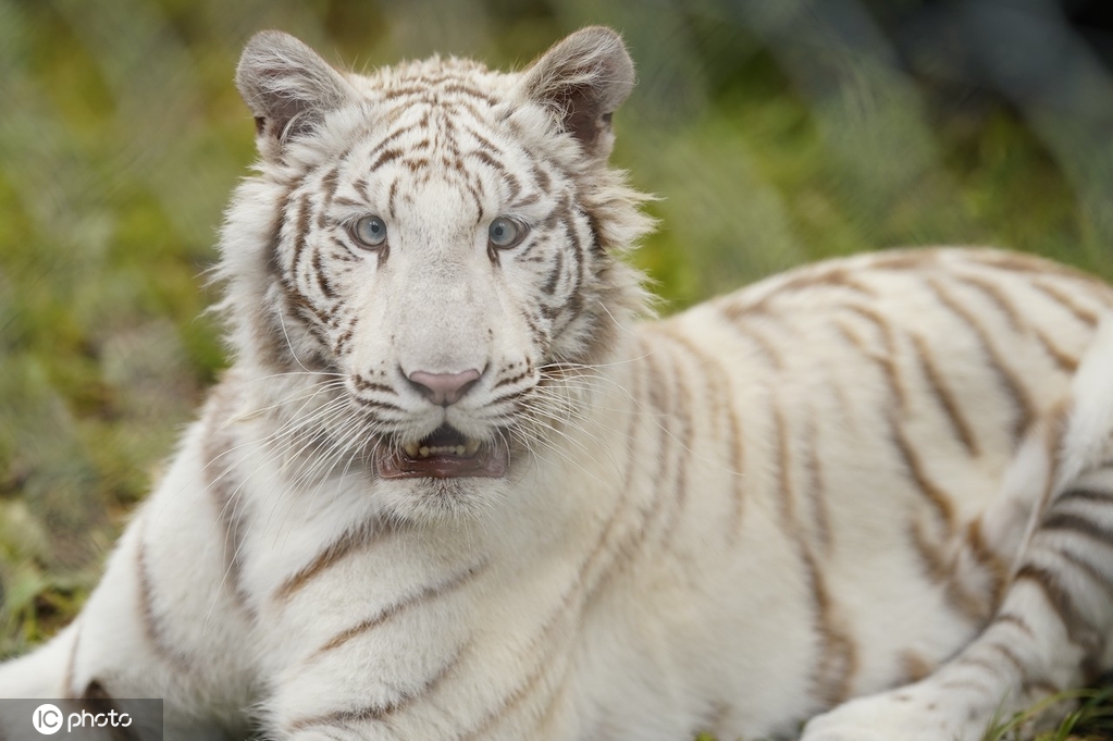 ICphoto(qun)ƷՈD(zhun)d