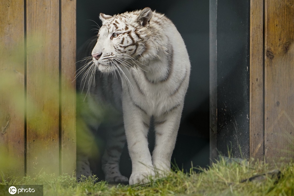 ICphoto(qun)ƷՈD(zhun)d