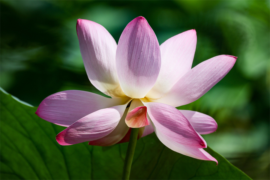 ICphoto(qun)ƷՈ(qng)D(zhun)d