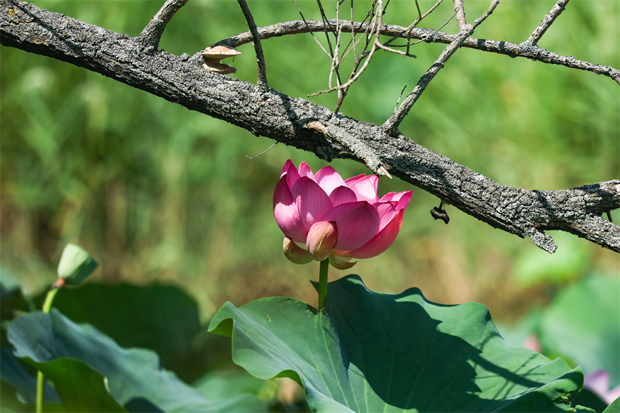 ICphoto(qun)ƷՈ(qng)D(zhun)d