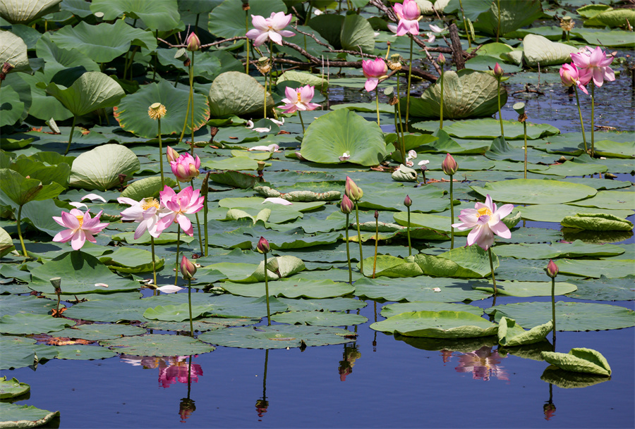 ICphoto(qun)ƷՈ(qng)D(zhun)d