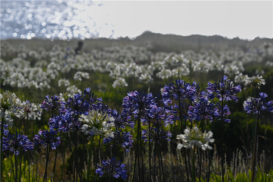 ICphoto(qun)ƷՈD(zhun)d