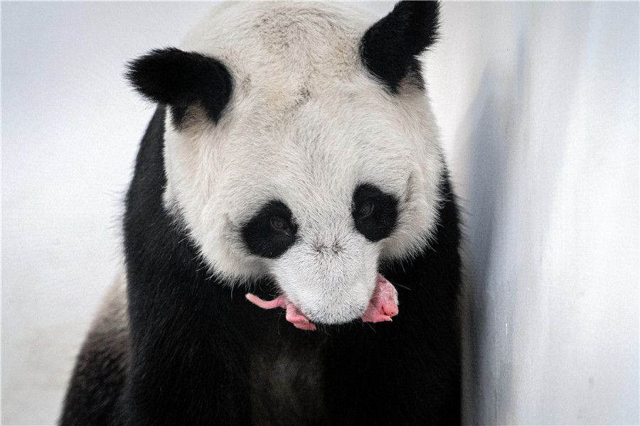 ICphoto(qun)ƷՈD(zhun)d