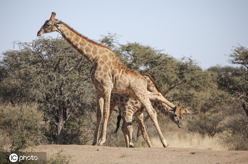 ICphoto(qun)ƷՈ(qng)D(zhun)d