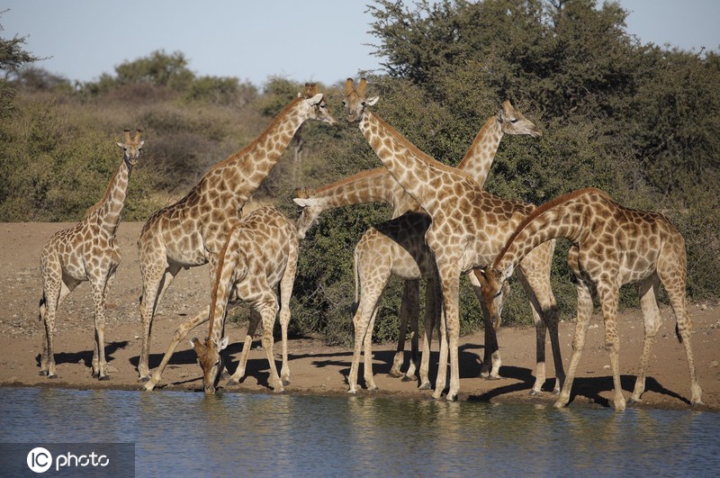 ICphoto(qun)ƷՈ(qng)D(zhun)d