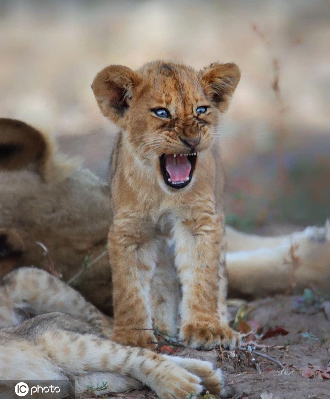 ICphoto(qun)ƷՈ(qng)D(zhun)d