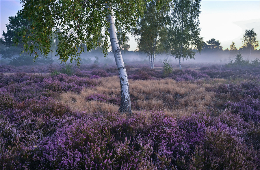 ICphoto(qun)ƷՈ(qng)D(zhun)d