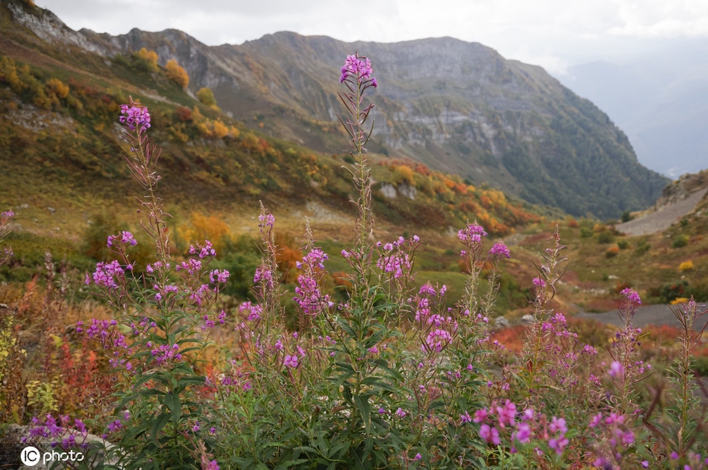 IC photo(qun)ƷՈ(qng)D(zhun)d