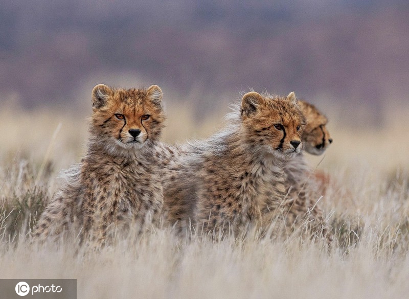 IC photo(qun)ƷՈD(zhun)d