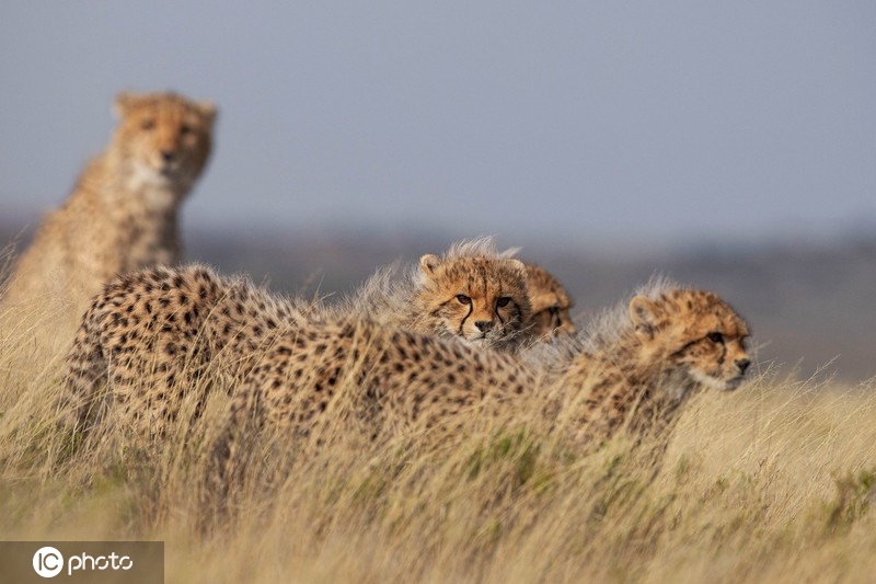 IC photo(qun)ƷՈD(zhun)d