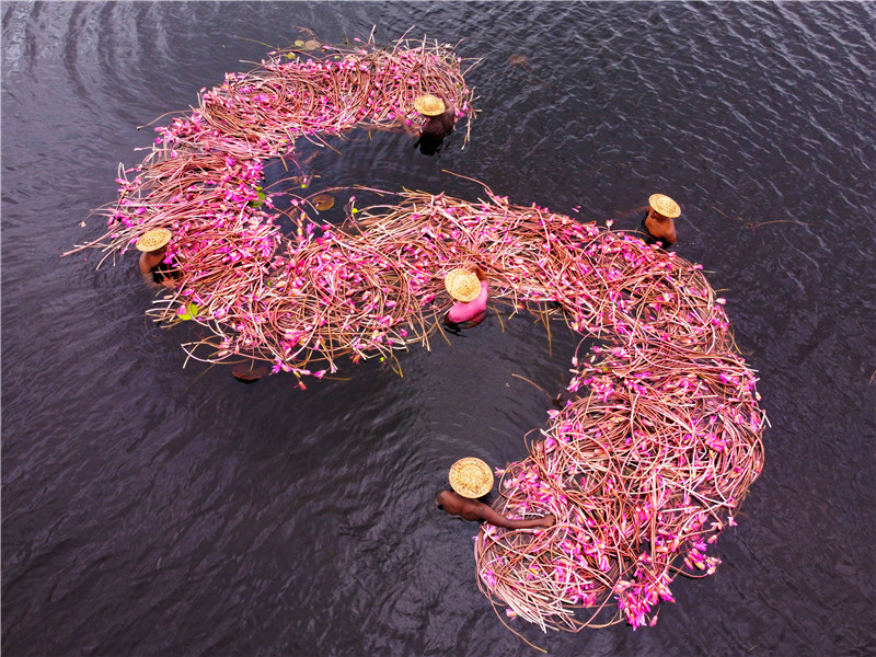 IC photo(qun)ƷՈD(zhun)d