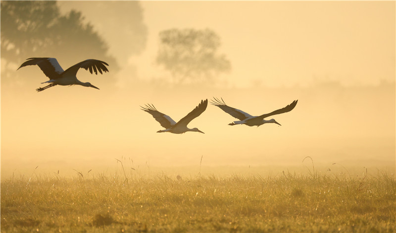 ICphoto(qun)ƷՈ(qng)D(zhun)d