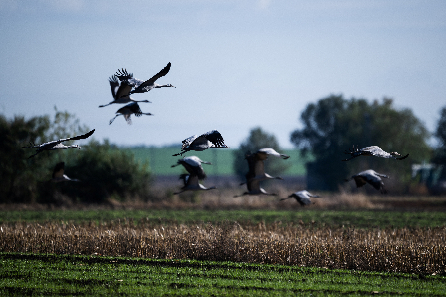 ICphoto(qun)ƷՈD(zhun)d