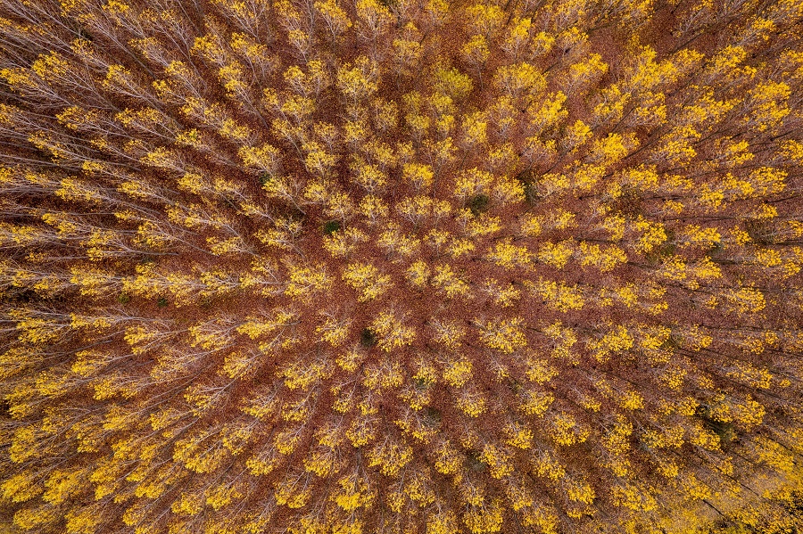 IC photo(qun)ƷՈ(qng)D(zhun)d