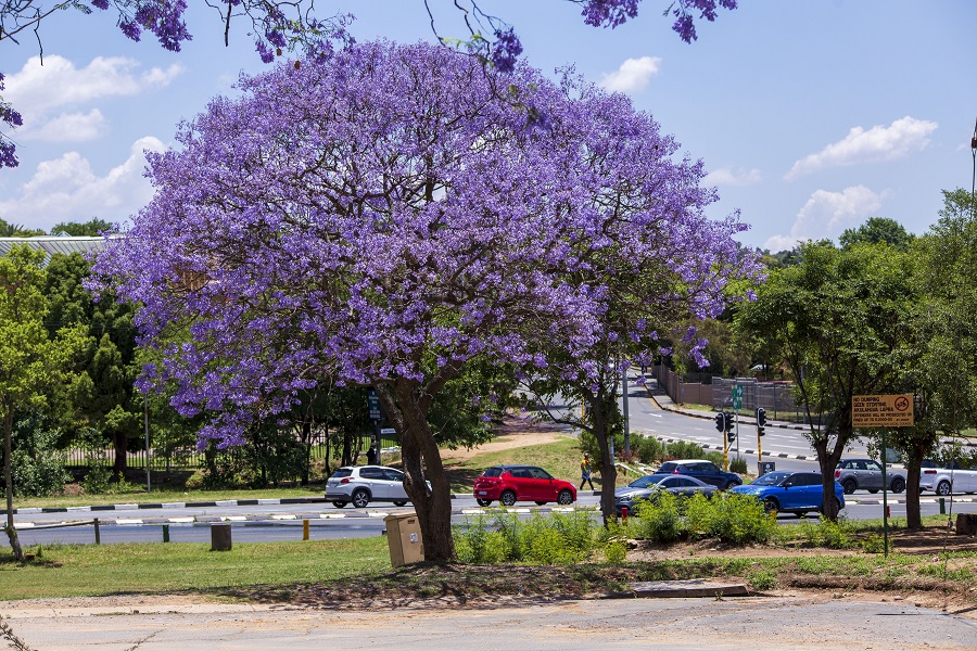 IC photo(qun)ƷՈ(qng)D(zhun)d