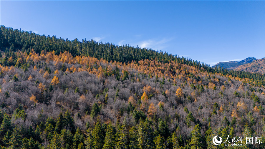 (gu)ҹ@һW(wng)ӛ (hu)z