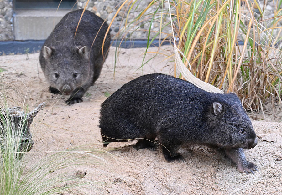 ICphoto(qun)ƷՈD(zhun)d