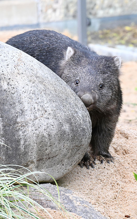 ICphoto(qun)ƷՈD(zhun)d