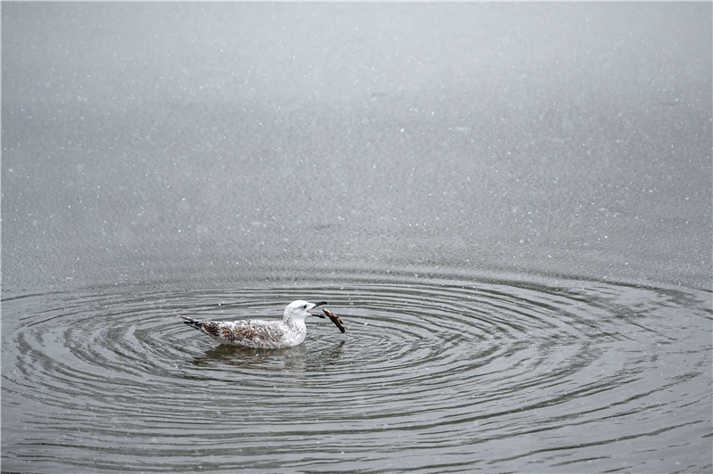 IC photo(qun)ƷՈ(qng)D(zhun)d