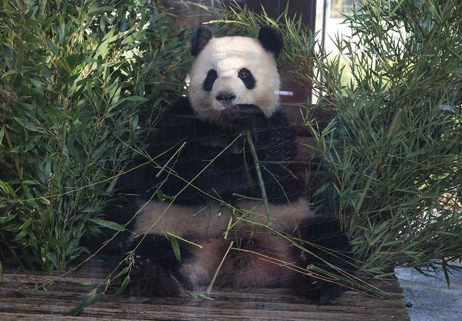 IC photo(qun)ƷՈD(zhun)d