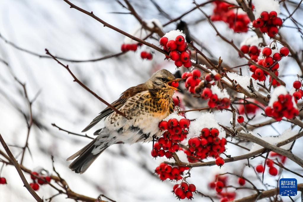 16ڶ_˹׶Ī˹ƣѩ֦ϵСBAӛ  z