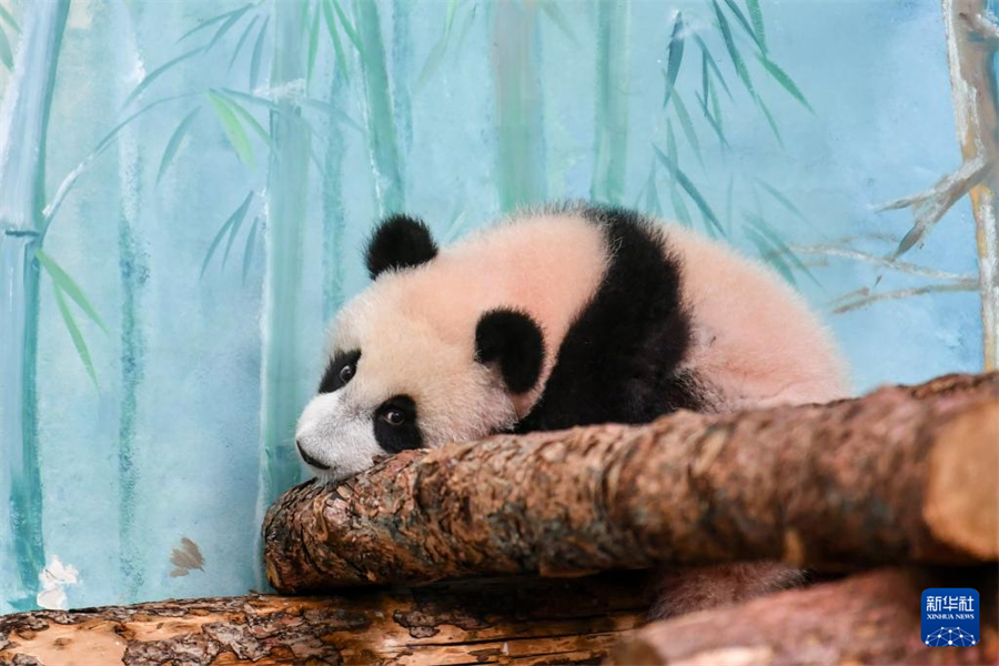 @38ڶ_˹Ī˹Ƅ(dng)@ĔzĴ؈ɯAӛ  z