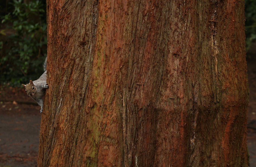 ICphoto(qun)ƷՈ(qng)D(zhun)d