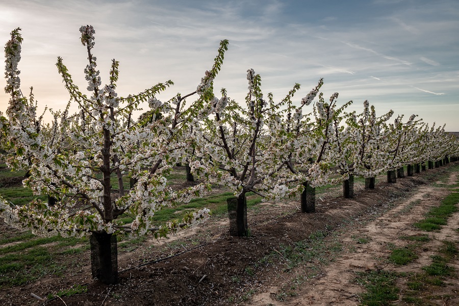 IC Photo(qun)ƷՈD(zhun)d