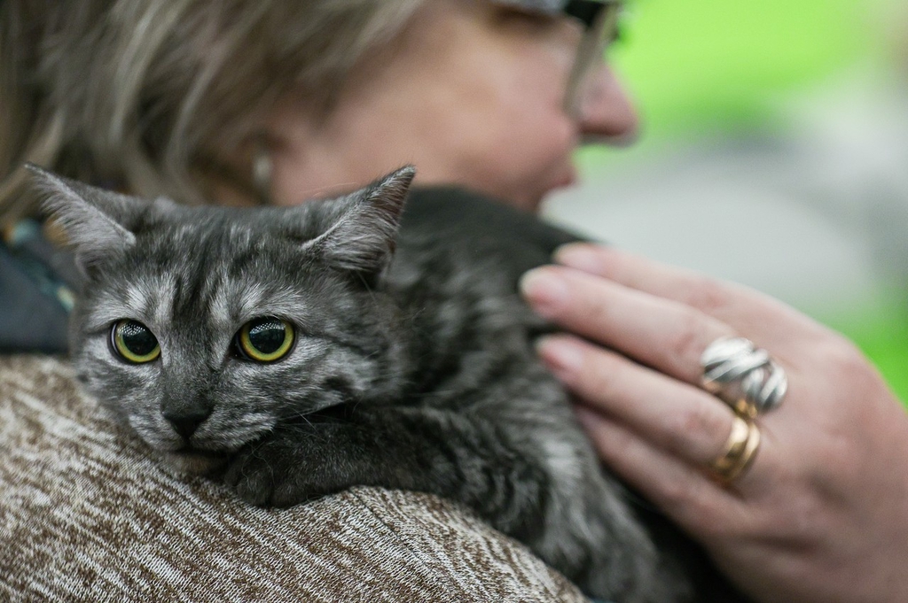 IC PhotoƷՈDd