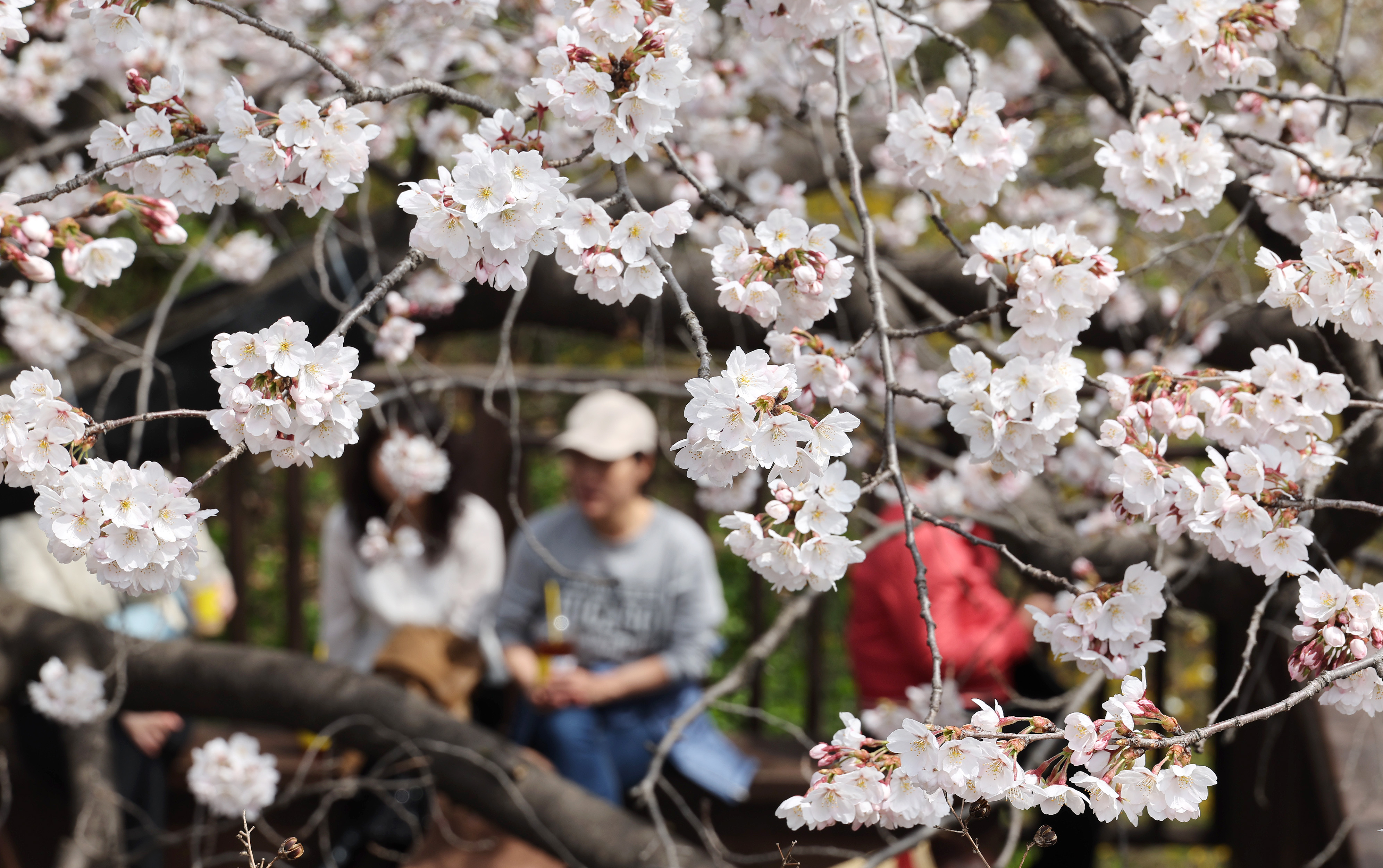 IC Photo(qun)ƷՈ(qng)D(zhun)d