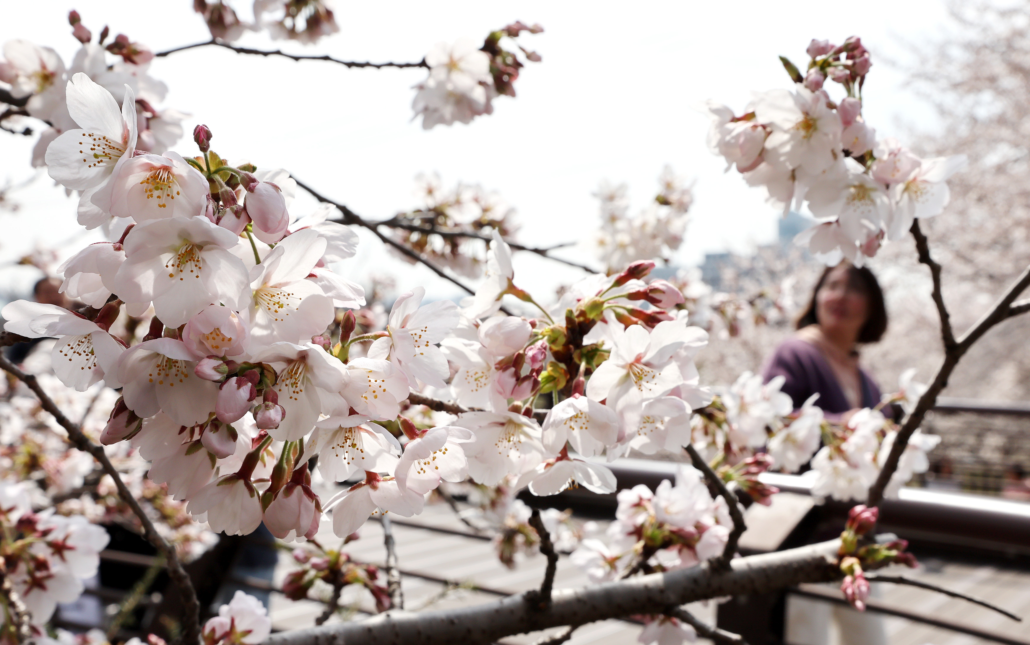 IC Photo(qun)ƷՈ(qng)D(zhun)d