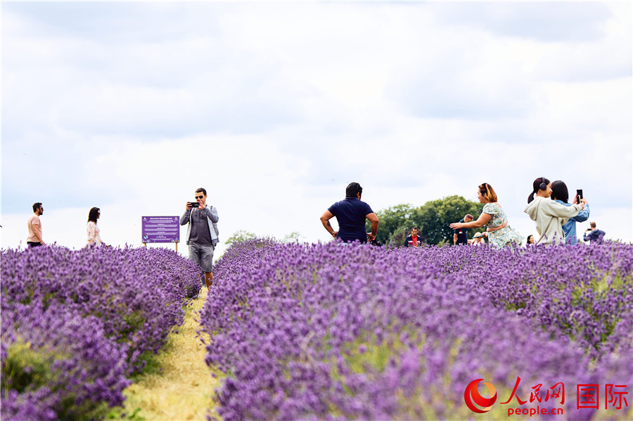 ޹²ʢW(wng) (x)iz