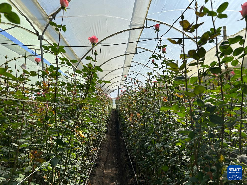 @87ڶ϶ࠖP(yng)ؐаׁ{˾@^(q)(ni)ĔzõNֲ(ni)Aӛ ˼S z