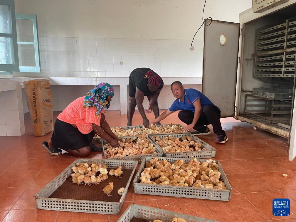 中國(guó)援圣普農(nóng)牧業(yè)技術(shù)項(xiàng)目組專家在圣多美和普林西比家禽繁育中心指導(dǎo)雛雞人工孵化技術(shù)（2024年10月8日攝）。新華社發(fā)（中國(guó)援圣普農(nóng)技組供圖）