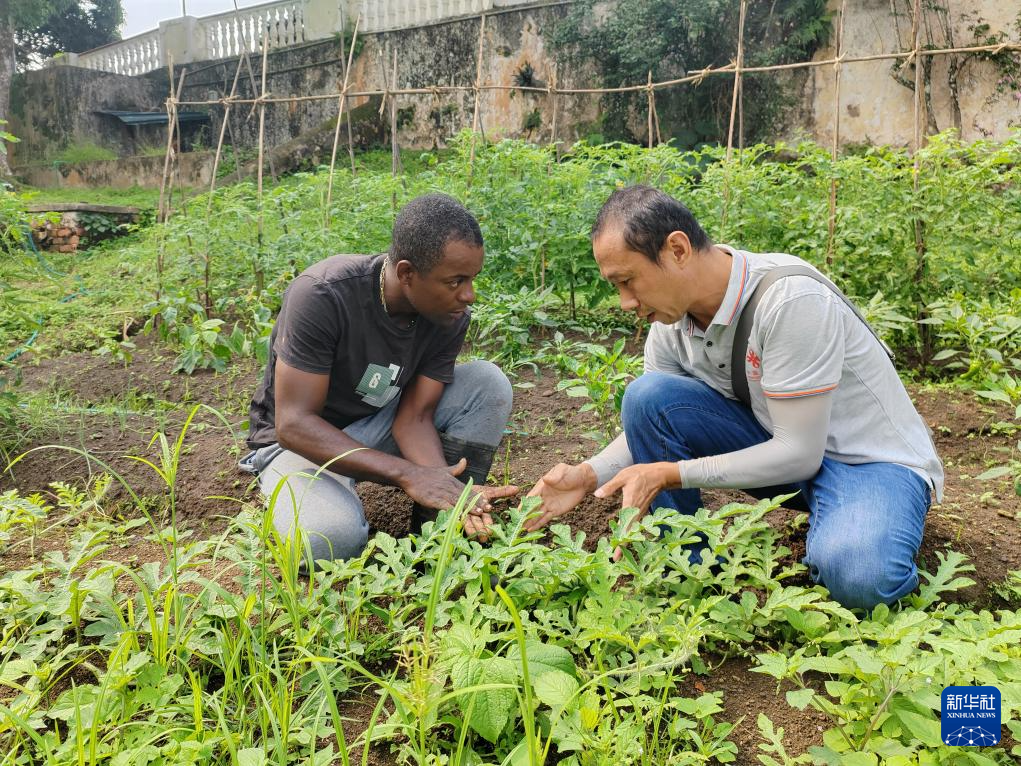 中國(guó)援圣普農(nóng)牧業(yè)技術(shù)項(xiàng)目組專家彭杰（右）在圣多美和普林西比的梅佐希大區(qū)指導(dǎo)蔬菜種植戶改善田間管理技術(shù)（2024年1月25日攝）。新華社發(fā)（中國(guó)援圣普農(nóng)技組供圖）