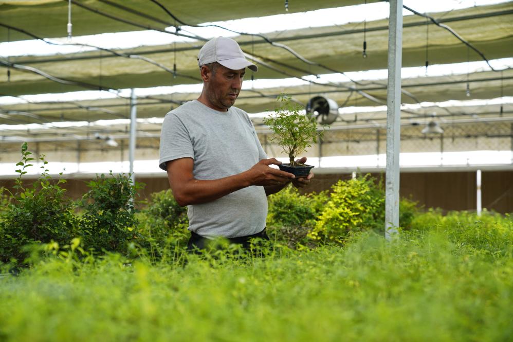 7月28日，在烏茲別克斯坦錫爾河州的上合組織農(nóng)業(yè)基地中烏現(xiàn)代農(nóng)業(yè)科技示范園，工作人員檢查盆栽植物。新華社發(fā)（扎法爾攝）
