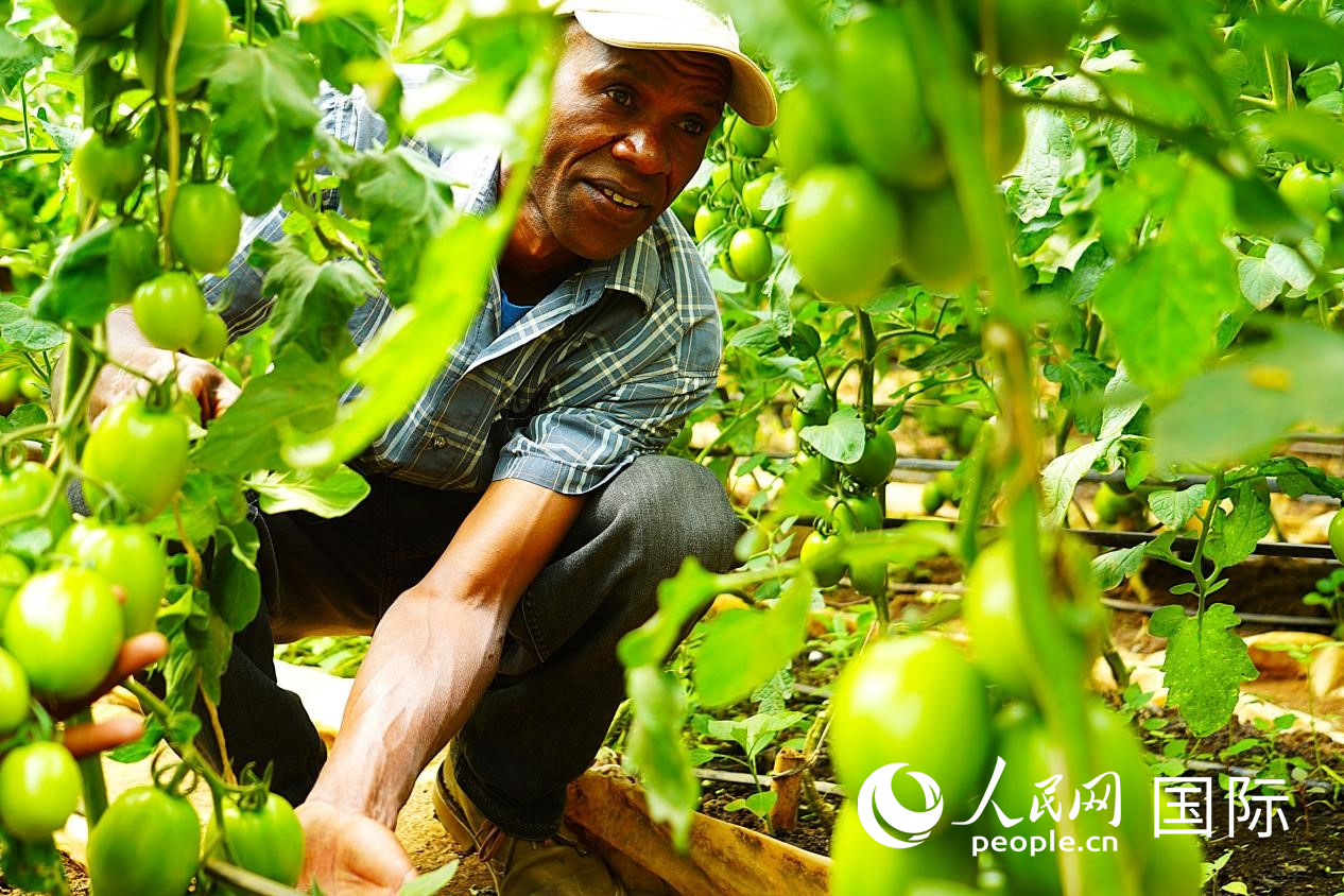 肯尼亞納庫(kù)魯郡，當(dāng)?shù)剞r(nóng)民喬納·卡蘭賈家的溫室大棚里，番茄長(zhǎng)勢(shì)喜人。人民網(wǎng)記者 黃煒鑫攝