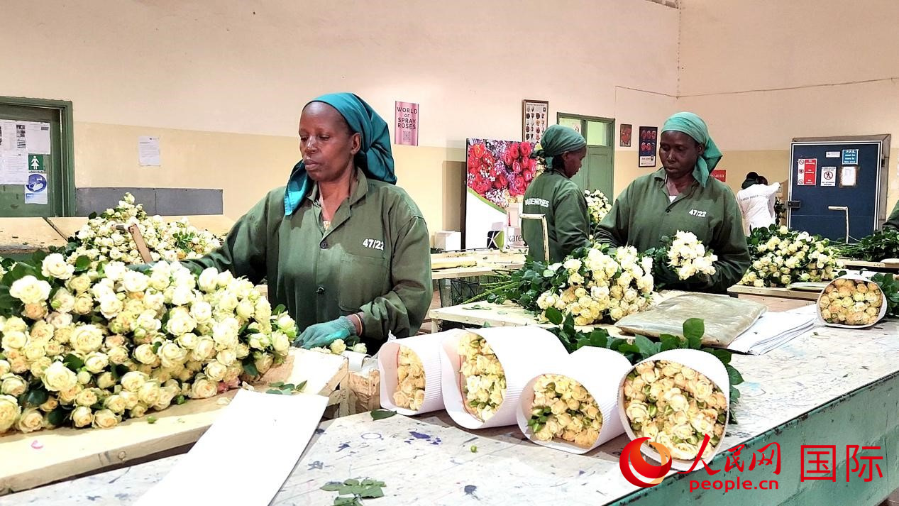 今年，肯尼亞凱倫玫瑰公司將在標銀集團的支持下參加第七屆進博會，展出鮮花、咖啡、牛油果等產(chǎn)品。圖為公司鮮花工廠的工人在包裝剛采摘下來的玫瑰花。人民網(wǎng)記者 黃煒鑫攝