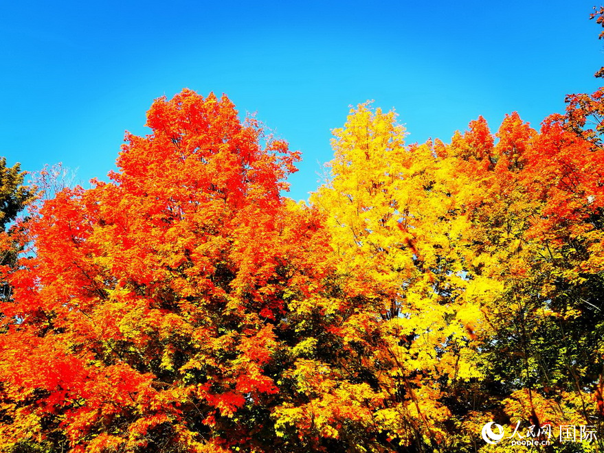 高地公園藍(lán)天彩楓酔煞人。于世文        攝     