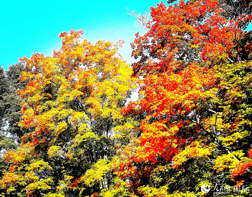 愛德華花園變色中的楓葉 。于世文       攝    