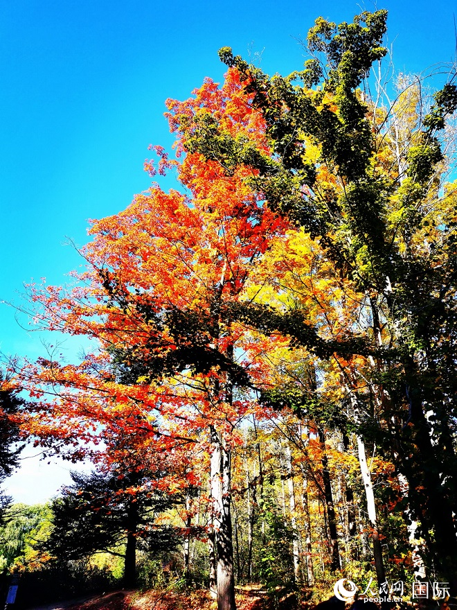 愛德華花園的“紅樹間疏黃”景色。于世文    攝  